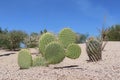 Arizona desert cactus genus Opuntia