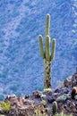 Arizona Desert Cactus Mountains