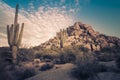 Arizona desert cactus tree landscape Royalty Free Stock Photo