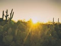 Arizona desert cactus tree landscape