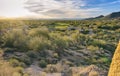 Arizona desert cactus tree landscape Royalty Free Stock Photo