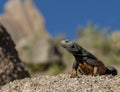 Arizona Desert Chuckwalla Lizard