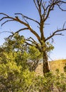 A dead tree is part of the scenery in Arizona.