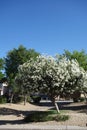 Arizona White Oleander Royalty Free Stock Photo
