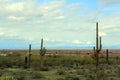 Arizona Desert Highway Royalty Free Stock Photo