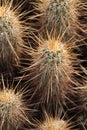 Arizona desert hike outdoors in December Royalty Free Stock Photo