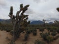 Arizona Desert and Joshua Tree Forest Royalty Free Stock Photo