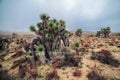 Arizona Desert Landscape At Cloudy Day.
