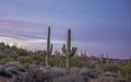 Arizona Desert Landscape At Dawn With Cactus