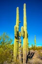 Arizona desert landscape, giant cacti Saguaro cactus Carnegiea gigantea against the blue sky, USA Royalty Free Stock Photo