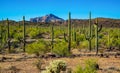 Arizona desert landscape, giant cacti Saguaro cactus Carnegiea gigantea against the blue sky, USA Royalty Free Stock Photo