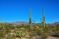 Arizona desert landscape, giant cacti Saguaro cactus Carnegiea gigantea against the blue sky, USA Royalty Free Stock Photo