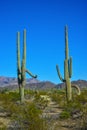 Arizona desert landscape, giant cacti Saguaro cactus Carnegiea gigantea against the blue sky, USA Royalty Free Stock Photo