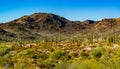 Arizona desert landscape, giant cacti Saguaro cactus Carnegiea gigantea against the blue sky, USA Royalty Free Stock Photo