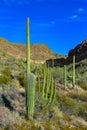 Arizona desert landscape, giant cacti Saguaro cactus Carnegiea gigantea against the blue sky, USA Royalty Free Stock Photo