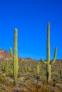 Arizona desert landscape, giant cacti Saguaro cactus Carnegiea gigantea against the blue sky, USA Royalty Free Stock Photo