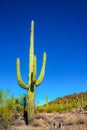 Arizona desert landscape, giant cacti Saguaro cactus Carnegiea gigantea against the blue sky, USA Royalty Free Stock Photo