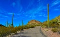 Arizona desert landscape, giant cacti Saguaro cactus Carnegiea gigantea against the blue sky, USA Royalty Free Stock Photo