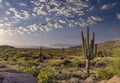 Arizona Desert Landscape In Morning With Cactus