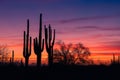 Arizona desert landscape with Saguaro Cactus silhouettes at sunset Royalty Free Stock Photo