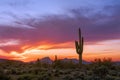 Arizona Desert Landscape At Sunset With Saguaro Cactus