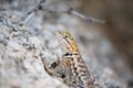 Arizona Desert Lizard