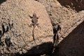 Arizona desert lizard on rocks