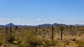 Arizona desert on mountains with saguaro cactus in landscape Royalty Free Stock Photo