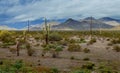 Arizona desert panorama landscape in saguaro cactus Royalty Free Stock Photo