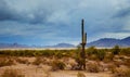 Arizona desert panorama landscape in saguaro cactus Royalty Free Stock Photo