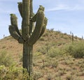 Arizona Desert Saguaro Cactus Royalty Free Stock Photo