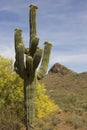 Arizona Desert Saguaro Cactus Royalty Free Stock Photo
