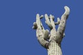 Arizona desert Saguaro cactus tree blue sky Royalty Free Stock Photo