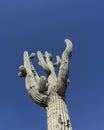 Arizona desert Saguaro cactus tree blue sky Royalty Free Stock Photo