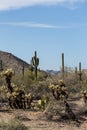 Arizona Desert Scenery Royalty Free Stock Photo