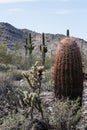 Arizona Desert Scenery Royalty Free Stock Photo
