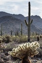 Arizona Desert Scenery Royalty Free Stock Photo