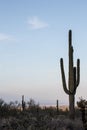 Arizona Desert Scenery Royalty Free Stock Photo
