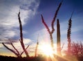 Arizona desert silhouette sunset Royalty Free Stock Photo