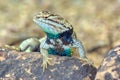 Arizona Desert Spiny Lizard Watching Royalty Free Stock Photo