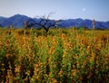 Arizona Desert Spring Flowers with Moon