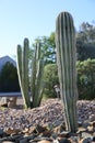 Arizona Desert Style Street Corner with Columnar Cacti, backlit, shallow DOF
