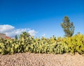 Spineless Nopal Cactus or Prickly Pear in Xeriscaping