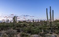 Arizona Desert Sunrise Skies With Cactus Near Phoenix Royalty Free Stock Photo