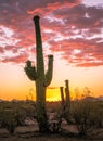 Arizona desert sunset with beautiful saguaro cactus Royalty Free Stock Photo