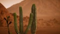 Arizona desert sunset with giant saguaro cactus