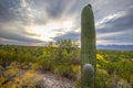 Tucson Arizona Saguaro Cactus Sunset Royalty Free Stock Photo