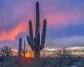 Arizona desert sunset with saguaro cactus. Royalty Free Stock Photo