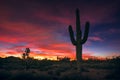 Arizona desert sunset and Saguaro cactus silhouette Royalty Free Stock Photo