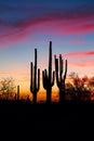 Arizona desert sunset with Saguaro Cactus Royalty Free Stock Photo